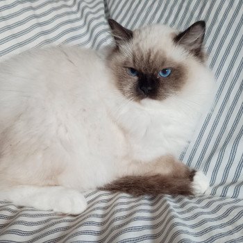 Chaton Ragdoll Utwo ❤ Majestic 2024 Chatterie Echo de Narcisse