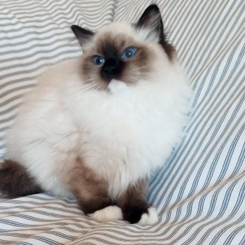 Chaton Ragdoll Utwo ❤ Majestic 2024 Chatterie Echo de Narcisse