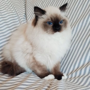 Chaton Ragdoll Utwo ❤ Majestic 2024 Chatterie Echo de Narcisse