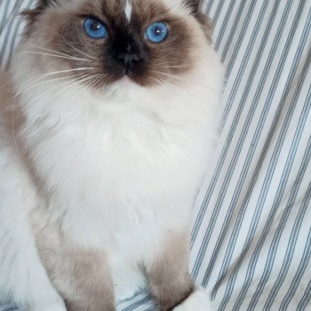 Chaton Ragdoll Utwo ❤ Majestic 2024 Chatterie Echo de Narcisse