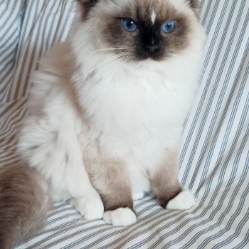 Chaton Ragdoll Utwo ❤ Majestic 2024 Chatterie Echo de Narcisse