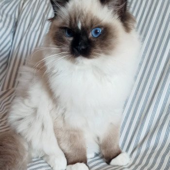 Chaton Ragdoll Utwo ❤ Majestic 2024 Chatterie Echo de Narcisse