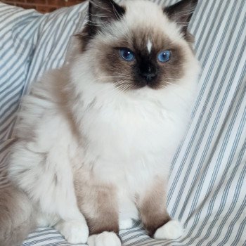 Chaton Ragdoll Utwo ❤ Majestic 2024 Chatterie Echo de Narcisse