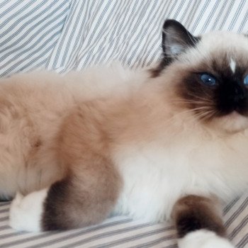 Chaton Ragdoll Utwo ❤ Majestic 2024 Chatterie Echo de Narcisse