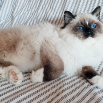 Chaton Ragdoll Utwo ❤ Majestic 2024 Chatterie Echo de Narcisse