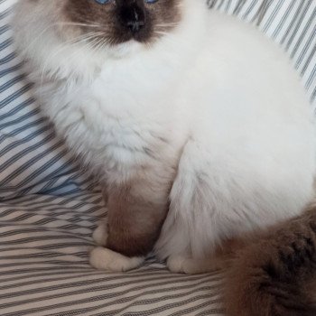 Chaton Ragdoll Utwo ❤ Majestic 2024 Chatterie Echo de Narcisse