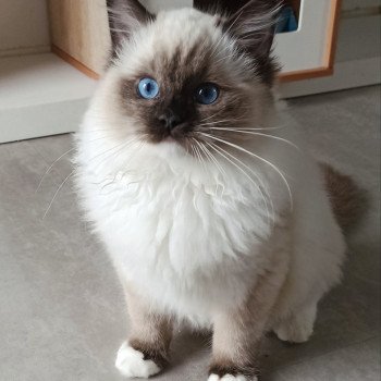 Chaton Ragdoll Utwo ❤ Majestic 2024 Chatterie Echo de Narcisse