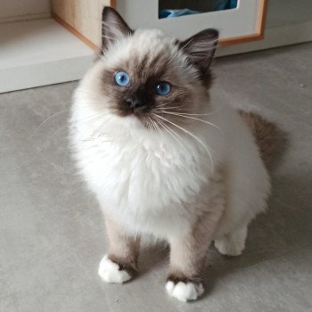 Chaton Ragdoll Utwo ❤ Majestic 2024 Chatterie Echo de Narcisse