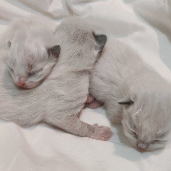 Portée Utwo ❤ Majestic 2025