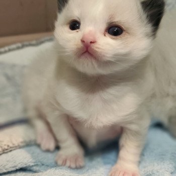 Chaton Ragdoll Utwo ❤ Majestic 2025 Chatterie Echo de Narcisse Chaton Ragdoll Utwo ❤ Majestic 2025 Chatterie Echo de Narcisse