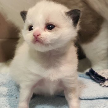 Chaton Ragdoll Utwo ❤ Majestic 2025 Chatterie Echo de Narcisse Chaton Ragdoll Utwo ❤ Majestic 2025 Chatterie Echo de Narcisse