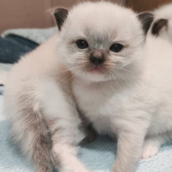 Chaton Ragdoll Utwo ❤ Majestic 2025 Chatterie Echo de Narcisse Chaton Ragdoll Utwo ❤ Majestic 2025 Chatterie Echo de Narcisse