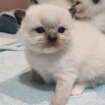 Chaton Ragdoll Utwo ❤ Majestic 2025 Chatterie Echo de Narcisse Chaton Ragdoll Utwo ❤ Majestic 2025 Chatterie Echo de Narcisse