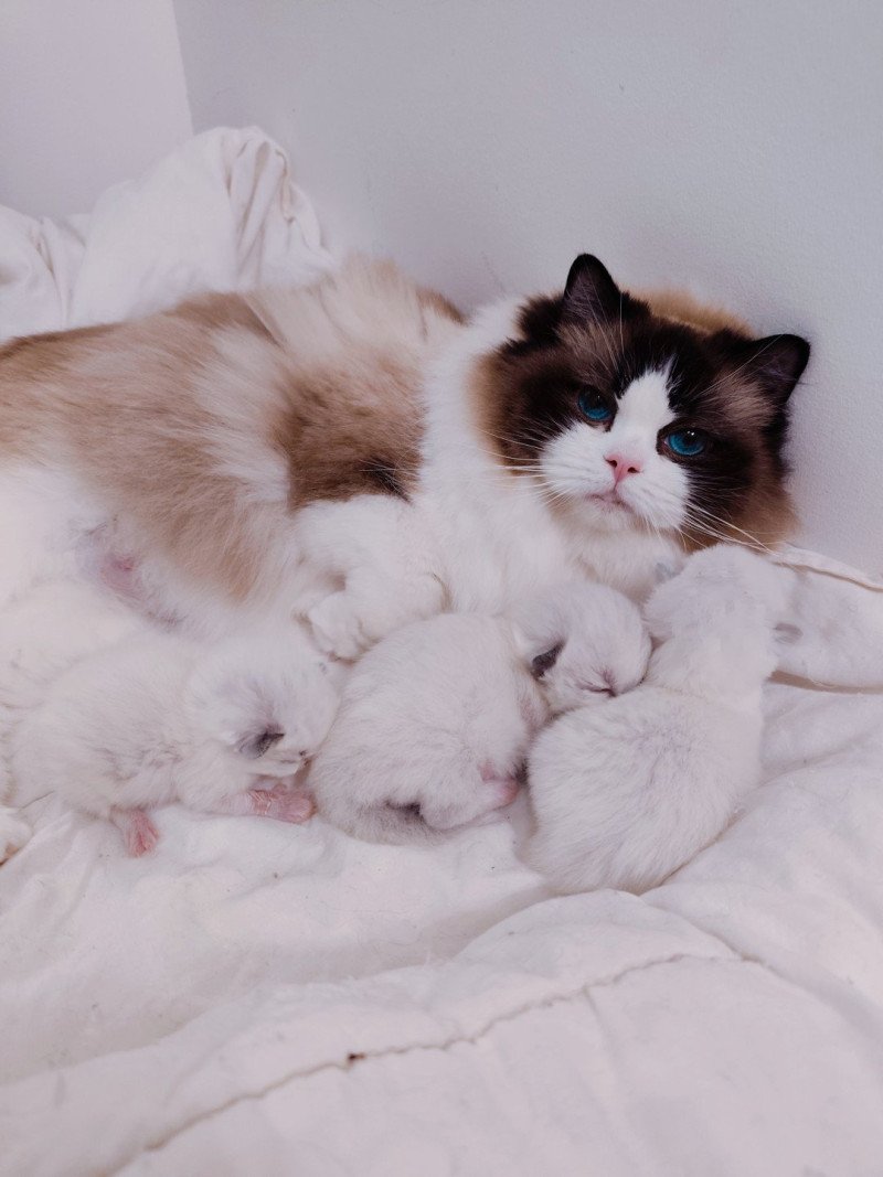chaton ragdoll echo de narcisse