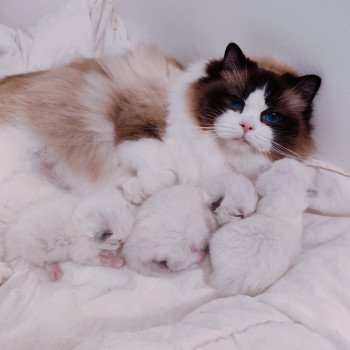 Chaton Ragdoll Utwo ❤ Majestic 2025 Chatterie Echo de Narcisse Chaton Ragdoll Utwo ❤ Majestic 2025 Chatterie Echo de Narcisse