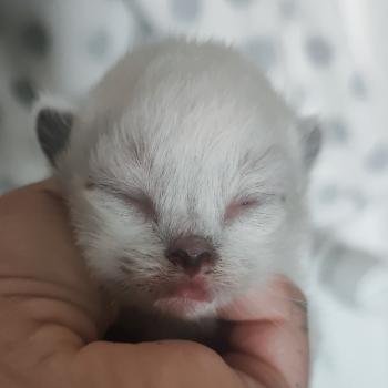 Portée Utwo ❤ Zooko 2026