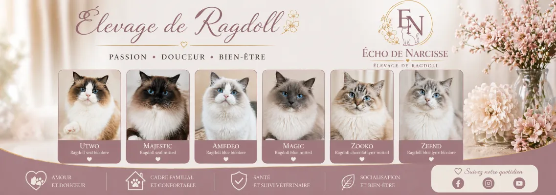 Chatterie Echo de Narcisse