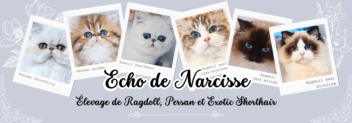 Chatterie Echo de Narcisse